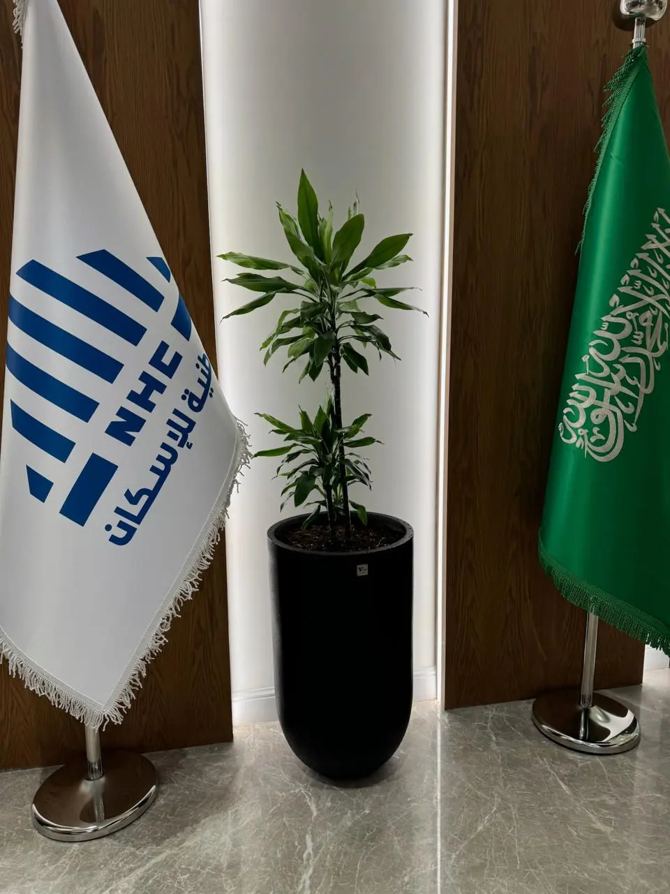 أخطاء شائعة في تنسيق النباتات داخل المكاتب وكيف تتجنبها