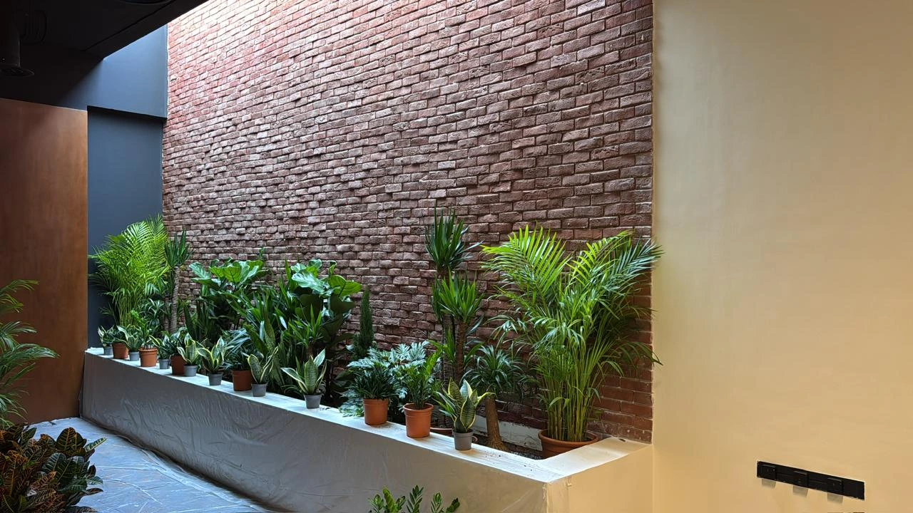 نباتات داخلية للمنازل